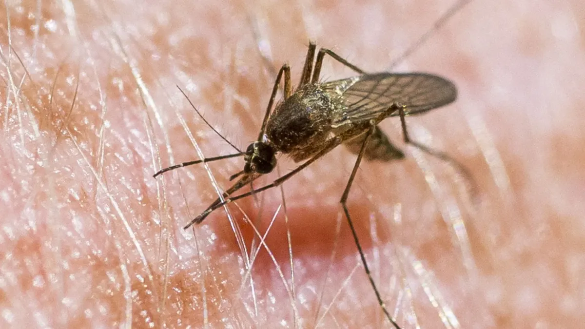 EEE Virus Alert: New York State Health Officials Issue Important Precautions