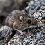 3 Major Pennsylvania Cities Ranked Among Top Rodent-Infested Cities in The U.S.