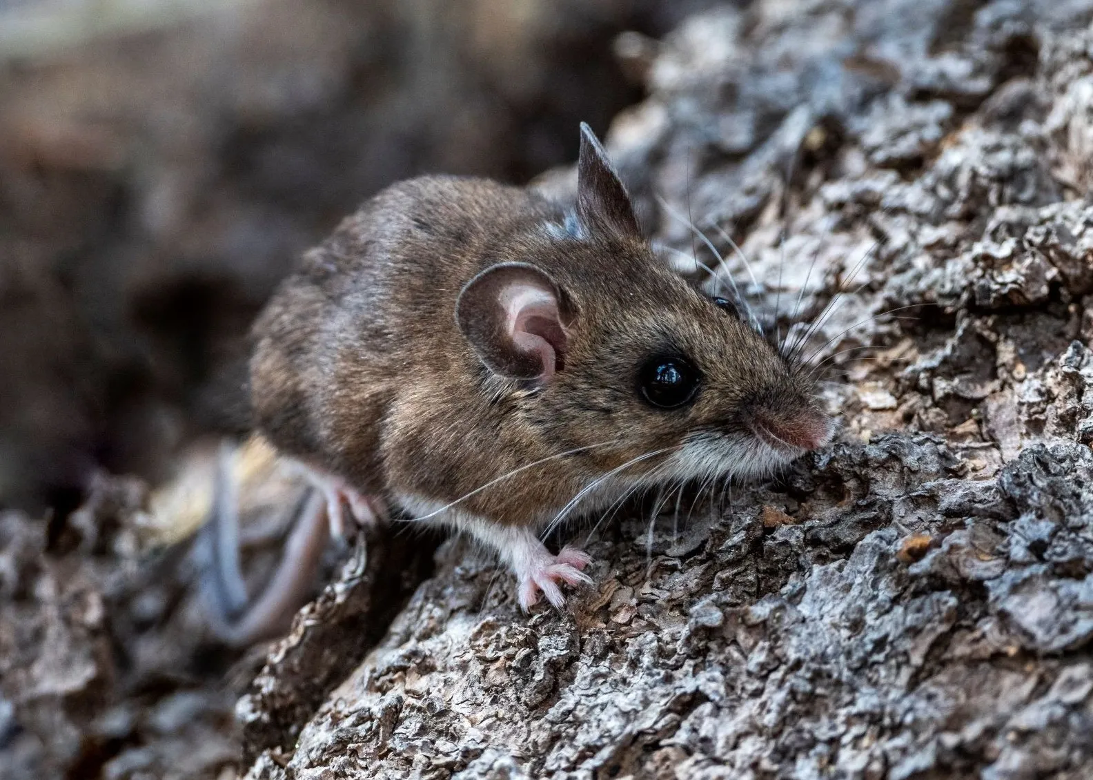 3 Major Pennsylvania Cities Ranked Among Top Rodent-Infested Cities in The U.S.