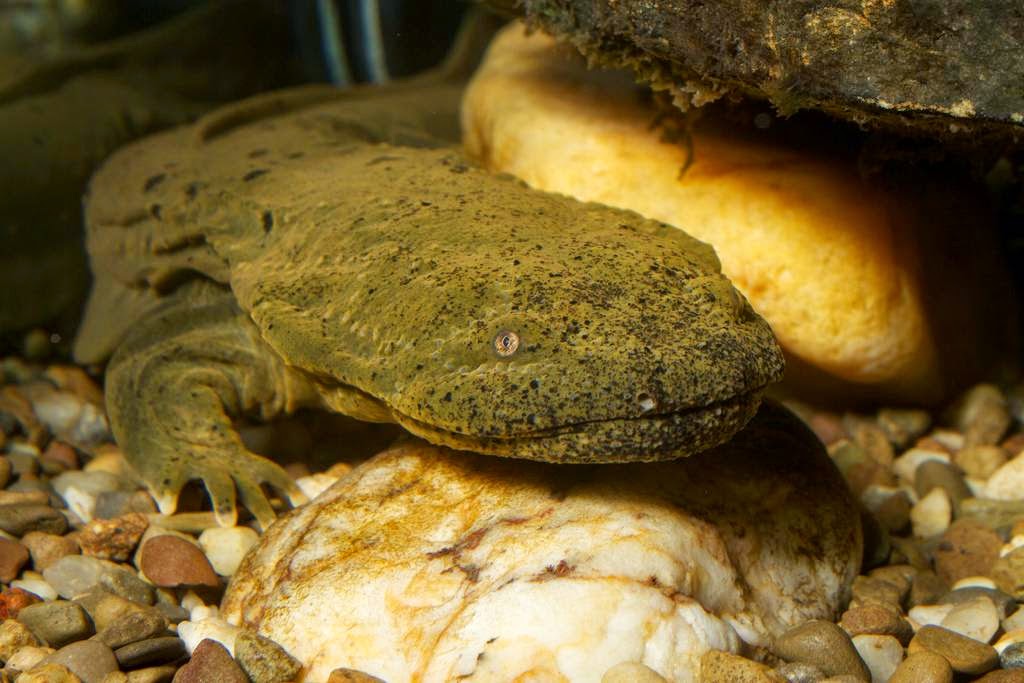 13. Hellbender