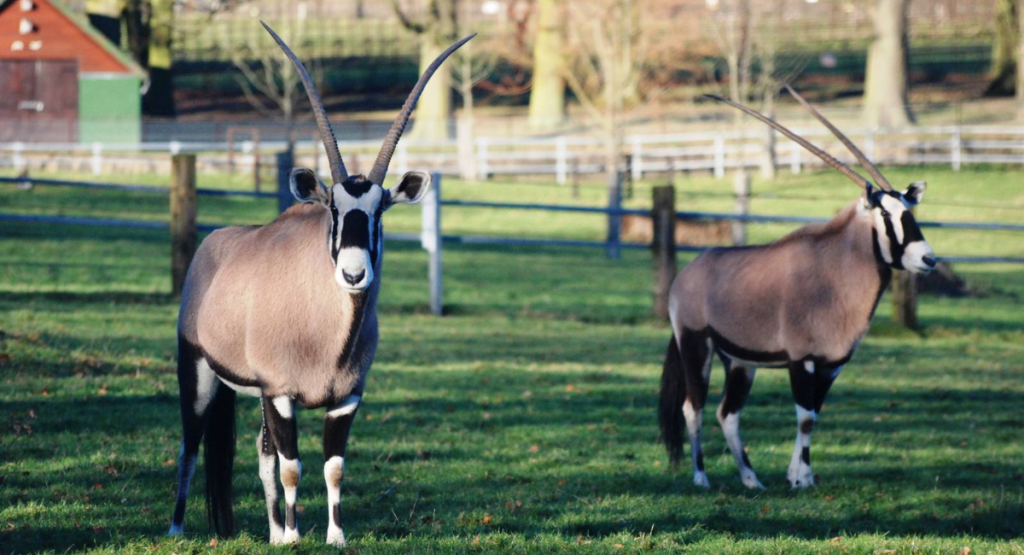 12. Gemsbok