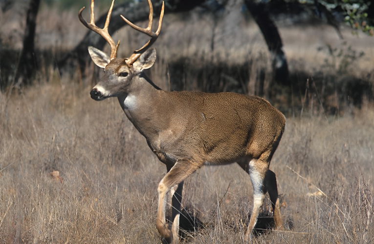 New York Rural Areas Struggle with Rising Gun Violence During Deer Season!