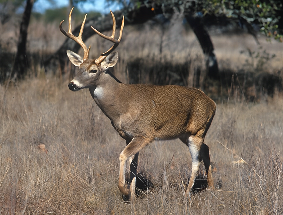 New York Rural Areas Struggle with Rising Gun Violence During Deer Season