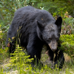 Shocking: Black Bear Spotted Roaming Busy Albany County Streets