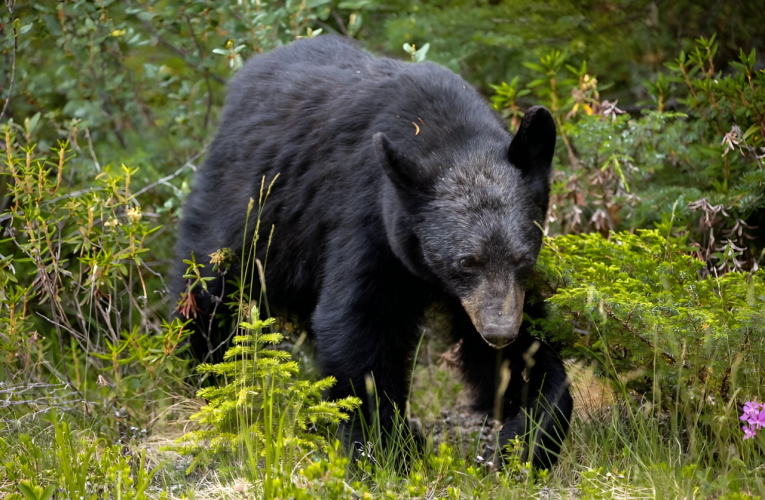 Shocking: Black Bear Spotted Roaming Busy Albany County Streets!