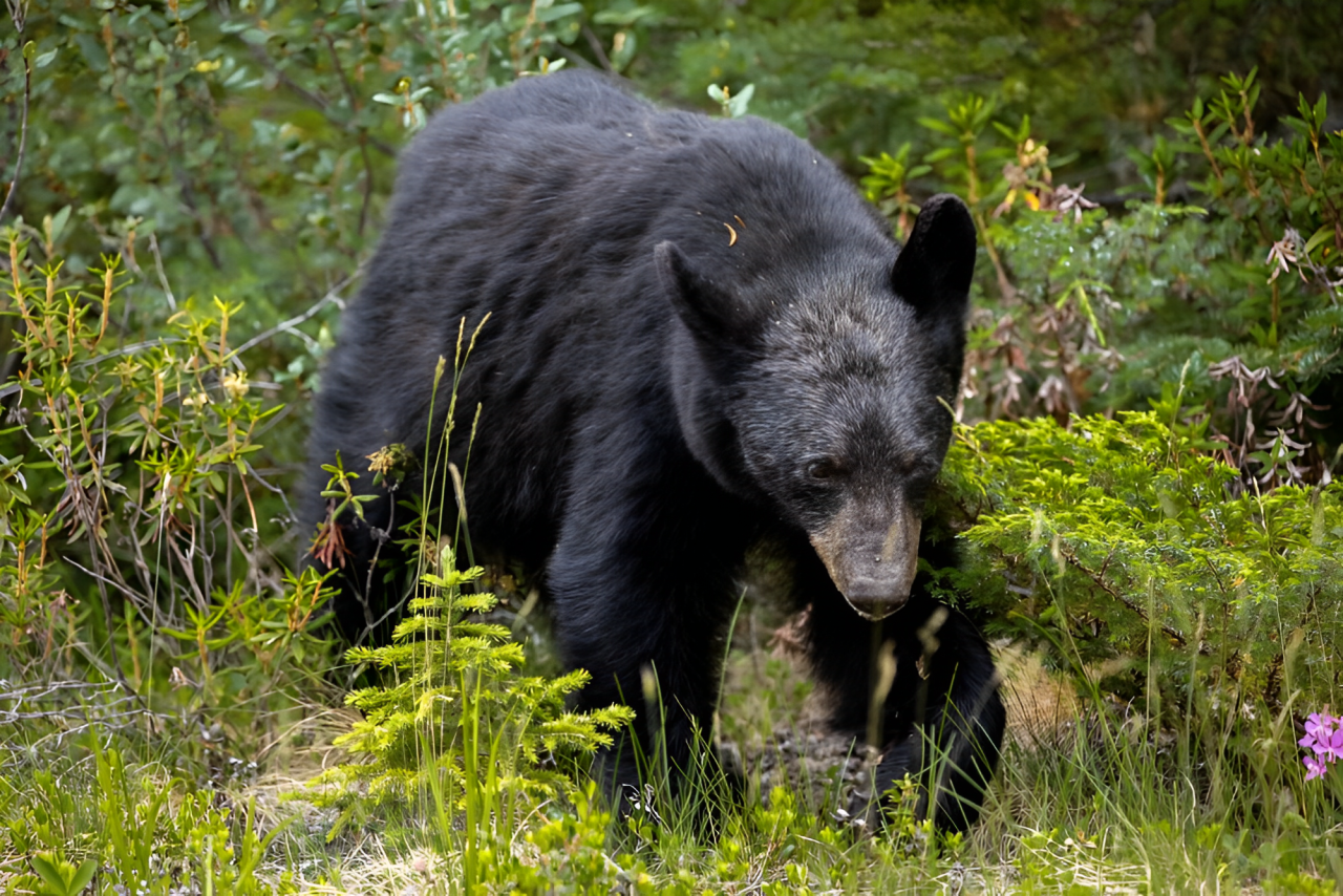 Shocking: Black Bear Spotted Roaming Busy Albany County Streets