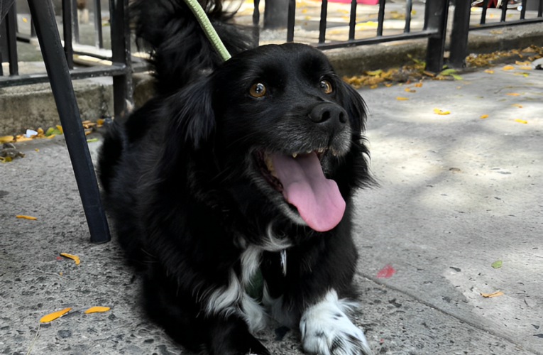 Dog’s $100 Adoptaversary Lunch Goes Viral: Sweeper’s Special Celebration Breaks the Internet!