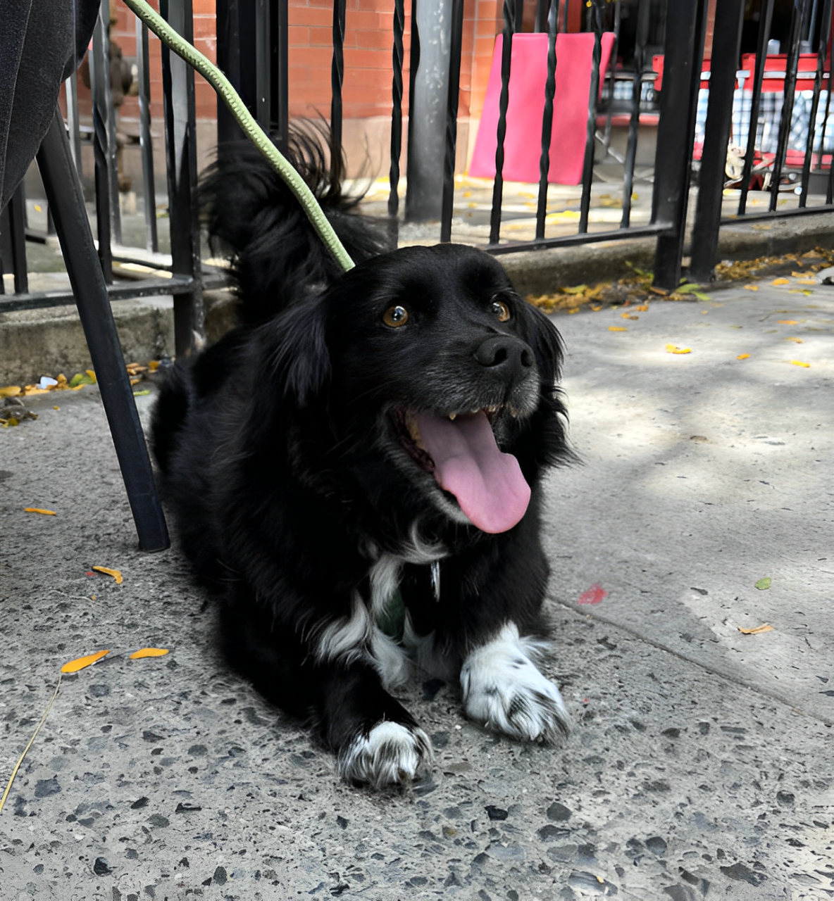 Dog's $100 Adoptaversary Lunch Goes Viral: Sweeper’s Special Celebration Breaks the Internet