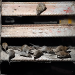 NYC's Innovative Plan: Controlling Rat Population with Birth Control Pills to Save WildlifeNYC's Innovative Plan: Controlling Rat Population with Birth Control Pills to Save Wildlife