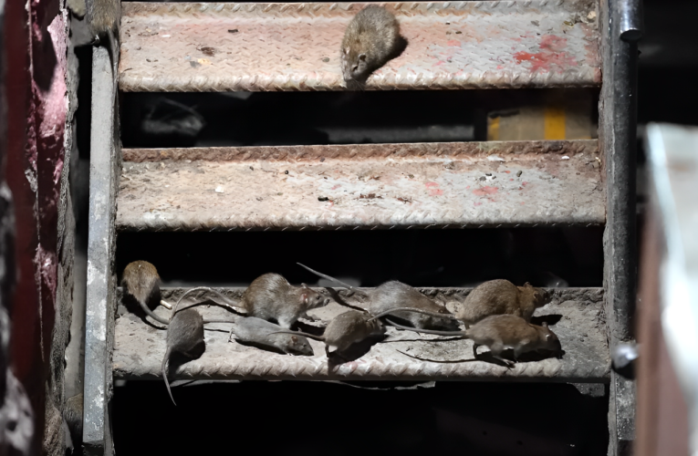 NYC’s Innovative Plan: Controlling Rat Population with Birth Control Pills to Save Wildlife!
