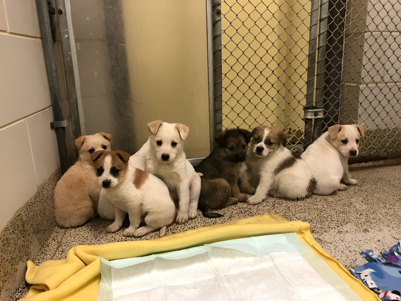 Heartbreaking! Woman in NY Charged for Leaving Puppies Without Food or Water