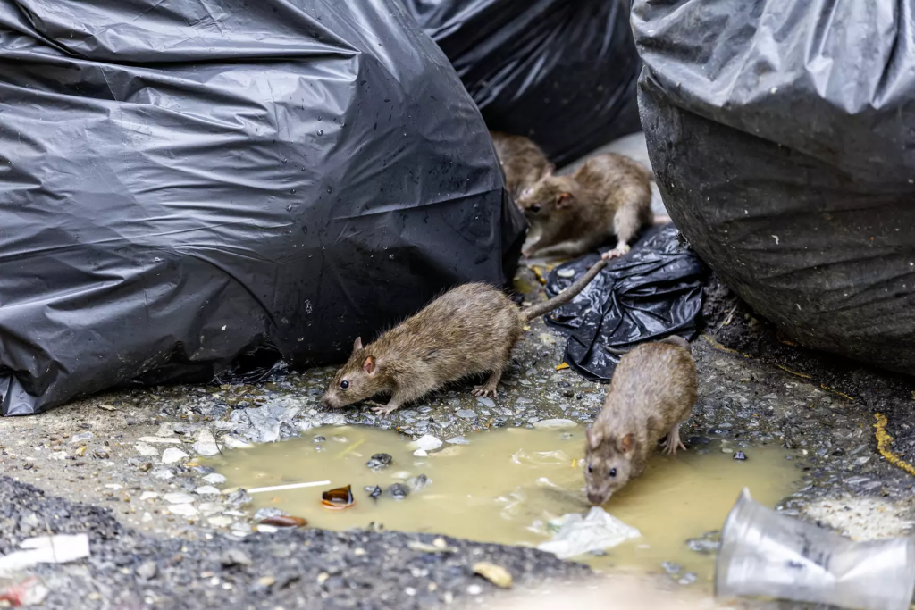 3 Major Pennsylvania Cities Ranked Among Top Rodent-Infested Cities in The U.S.