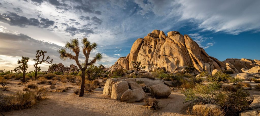 5. Joshua Tree National Park: Explore the Desert