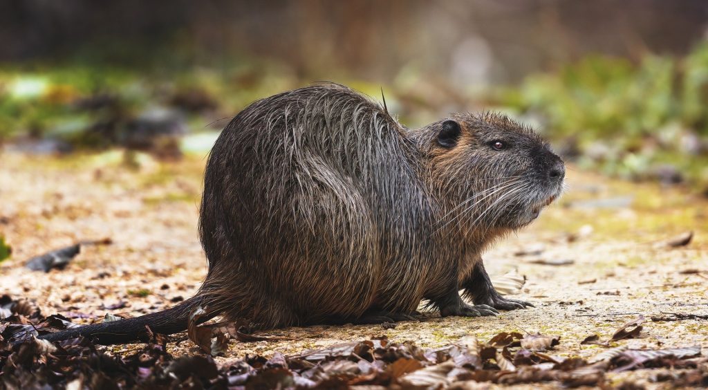 2. Nutria (Coypu)