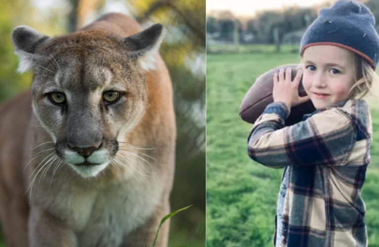 Lion Attack at Southern California Park Leaves 5-Year-Old Boy Hospitalized!