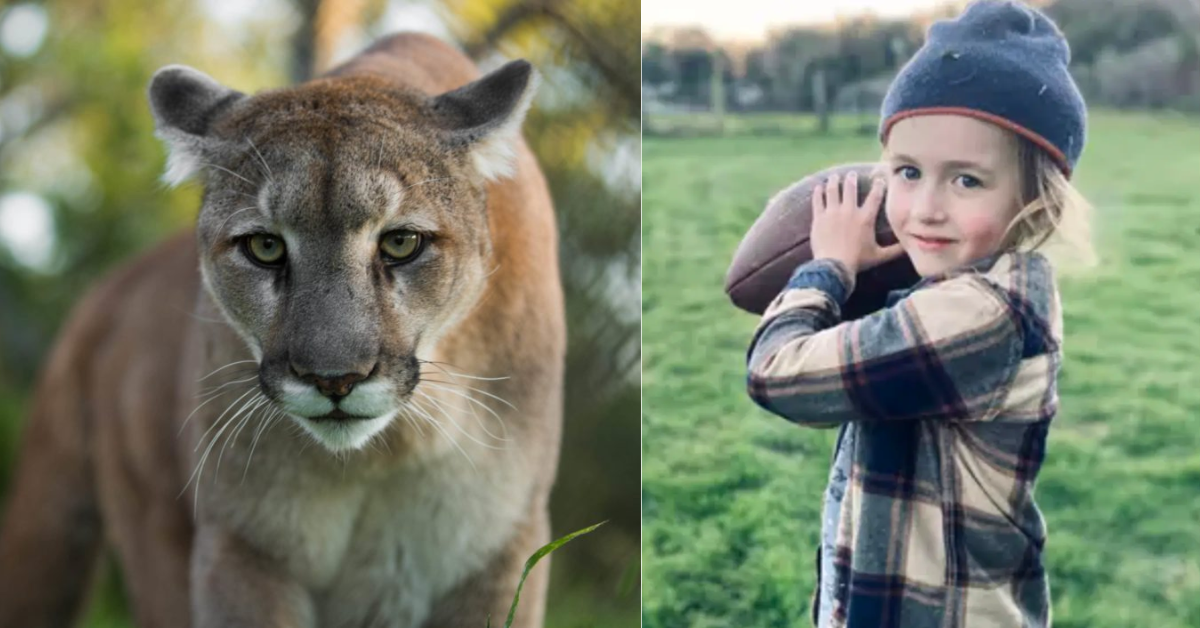 Lion Attack at Southern California Park Leaves 5-Year-Old Boy Hospitalized