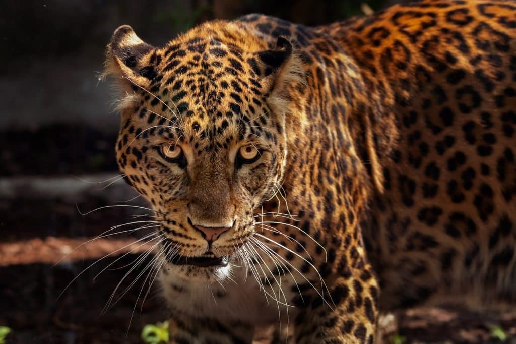 8. Jaguars