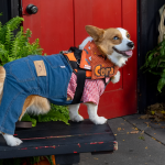 Dog Trick-or-Treating in Downtown Albany: Don't Miss the Hounds of Halloween on October 19