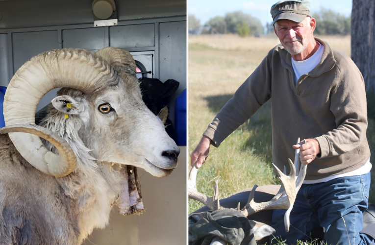 Breaking News: 81-Year-Old Man Sentenced for Breeding Giant Hybrid Sheep for Hunting!