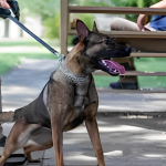 Shocking Scene: Dog Attacks Albany Cop Amidst Arrest Chaos