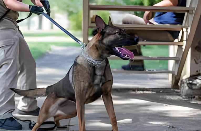 Shocking Scene: Dog Attacks Albany Cop Amidst Arrest Chaos!