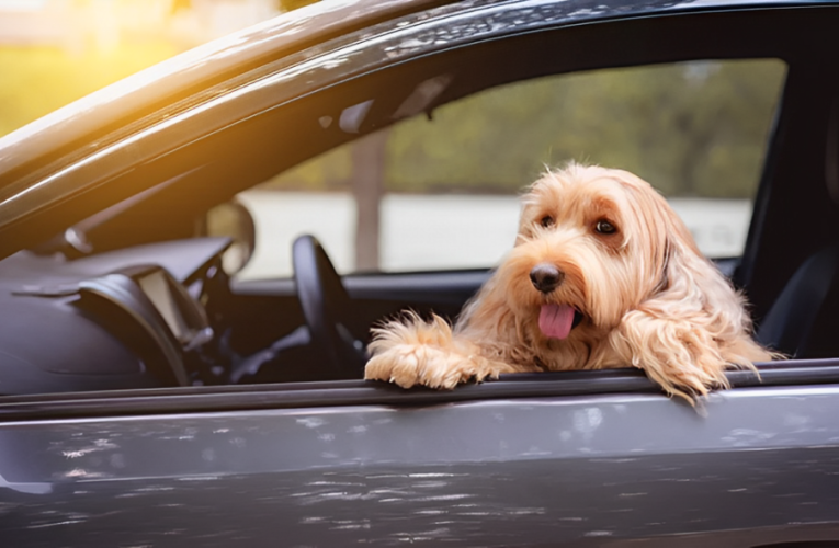 Fine Alert $750: New Paws Act Targets Drivers for Pet Safety!