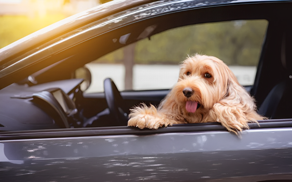 Fine Alert $750: New Paws Act Targets Drivers for Pet Safety