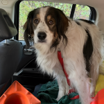 Hero Dog Leads Police to Elderly Owner in Stunning Rescue in Washington State