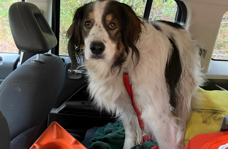 Hero Dog Leads Police to Elderly Owner in Stunning Rescue in Washington State!