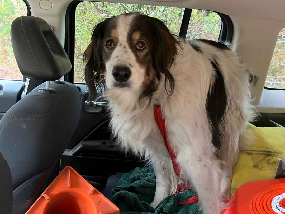 Hero Dog Leads Police to Elderly Owner in Stunning Rescue in Washington State