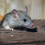 Public Health Alert: 4 Upstate NY Cities Among the Most Rat-Infested