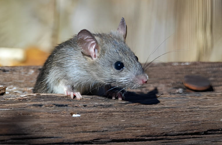 Public Health Alert: 4 Upstate NY Cities Among the Most Rat-Infested!