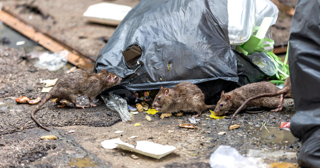 Public Health Alert: 4 Upstate NY Cities Among the Most Rat-Infested