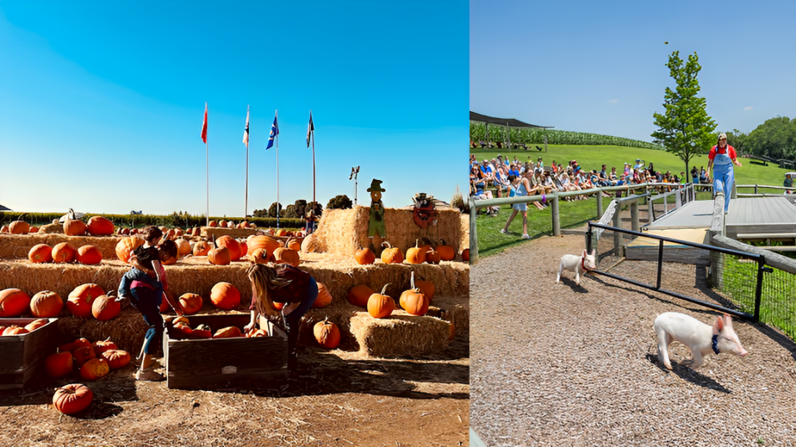 4 Must-Visit Halloween Corn Mazes in the U.S. for a Spooky Adventure!