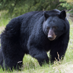 Record-Breaking 770-Pound Black Bear Taken Down by NJ Hunter with Bow!