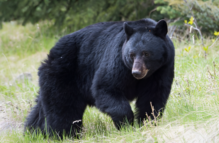 Record-Breaking 770-Pound Black Bear Taken Down by NJ Hunter with Bow!