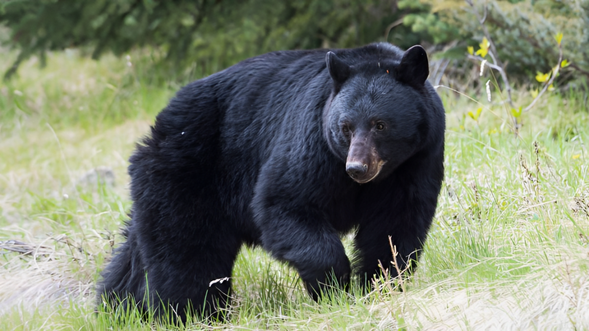 Record-Breaking 770-Pound Black Bear Taken Down by NJ Hunter with Bow!