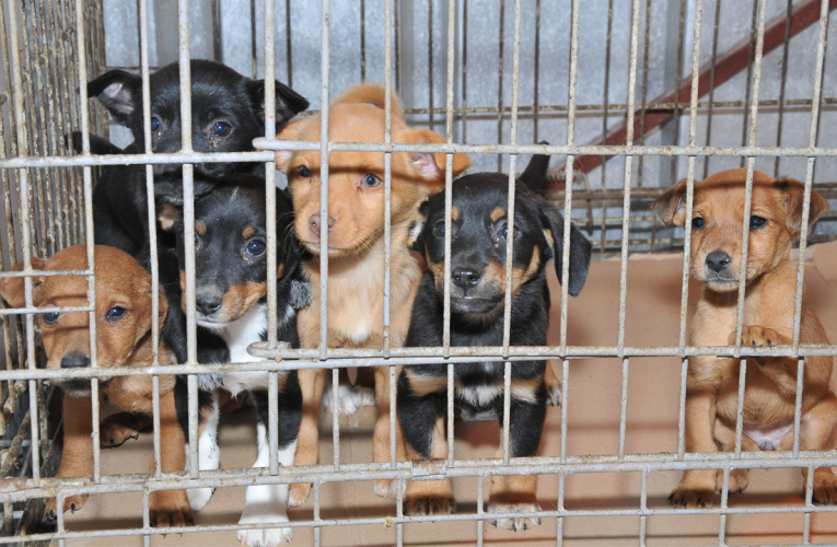 Hurricane-Displaced Pets Arrive in Buffalo, Awaiting New Homes After Rescue Effort!