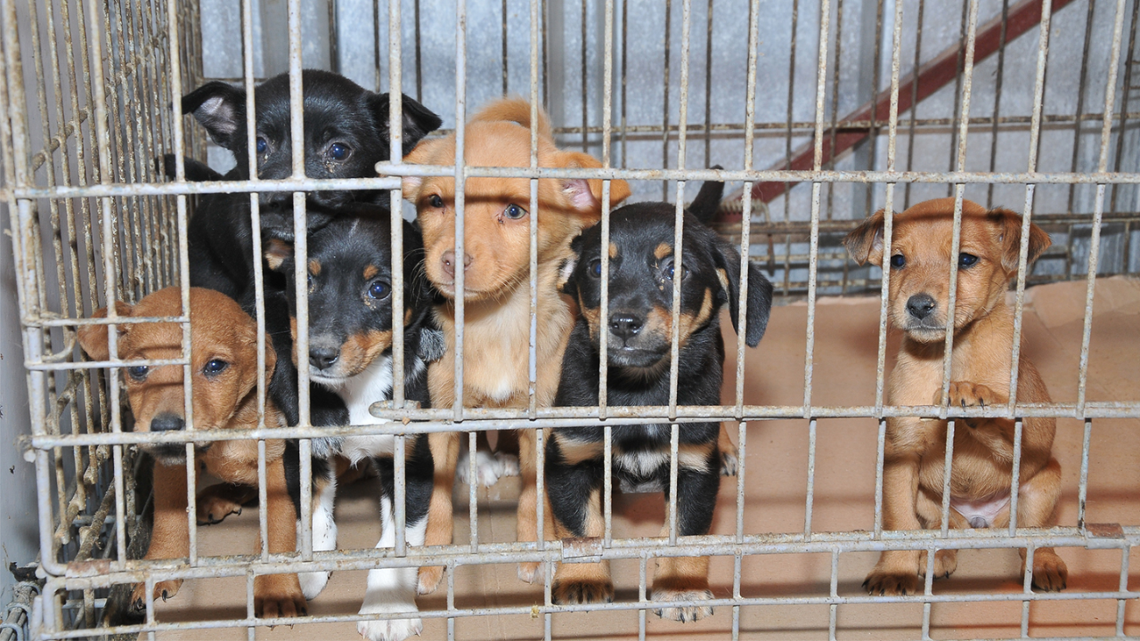 Hurricane-Displaced Pets Arrive in Buffalo, Awaiting New Homes After Rescue Effort!