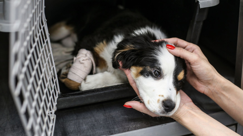 Hurricane-Displaced Pets Arrive in Buffalo, Awaiting New Homes After Rescue Effort!