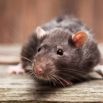 Shocking: Seattle Lands on List of Most Rat-Infested U.S. Cities in 2024