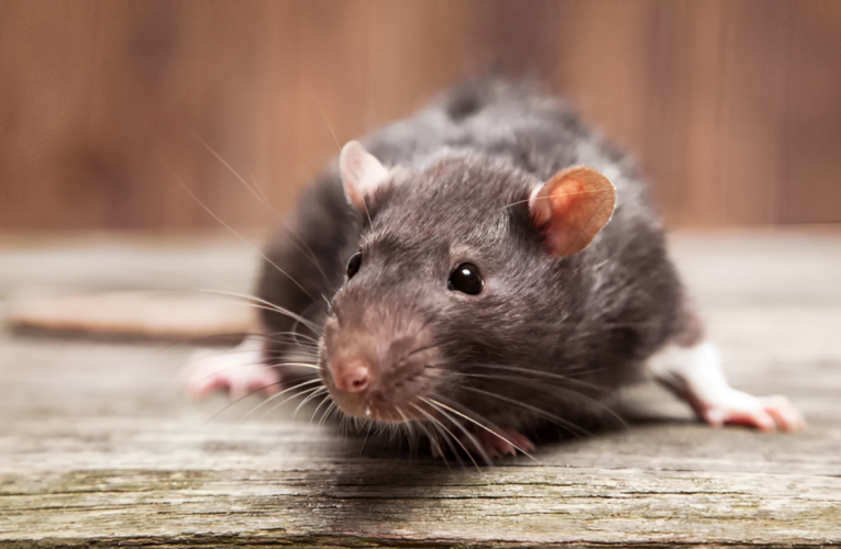 Shocking: Seattle Lands on List of Most Rat-Infested U.S. Cities in 2024