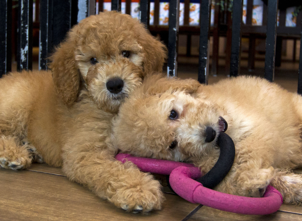 Starting December 15: New York Pet Stores Can No Longer Sell Dogs, Cats, or Rabbits