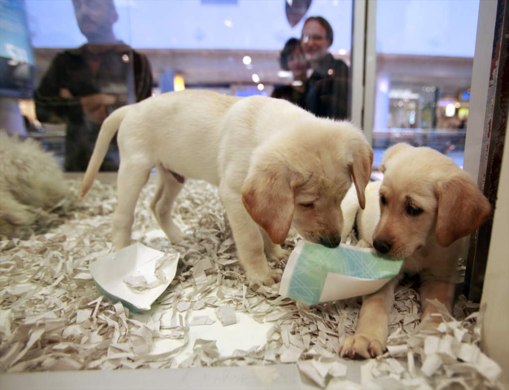 Pet Sales Ban in New York: How It Affects Your Holiday Puppy Shopping Plans?