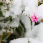 7 Surprising Benefits of Snowstorms in New York You’ll Love