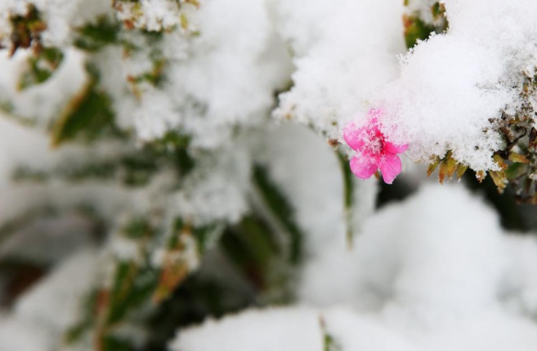 7 Surprising Benefits of Snowstorms in New York You’ll Love!