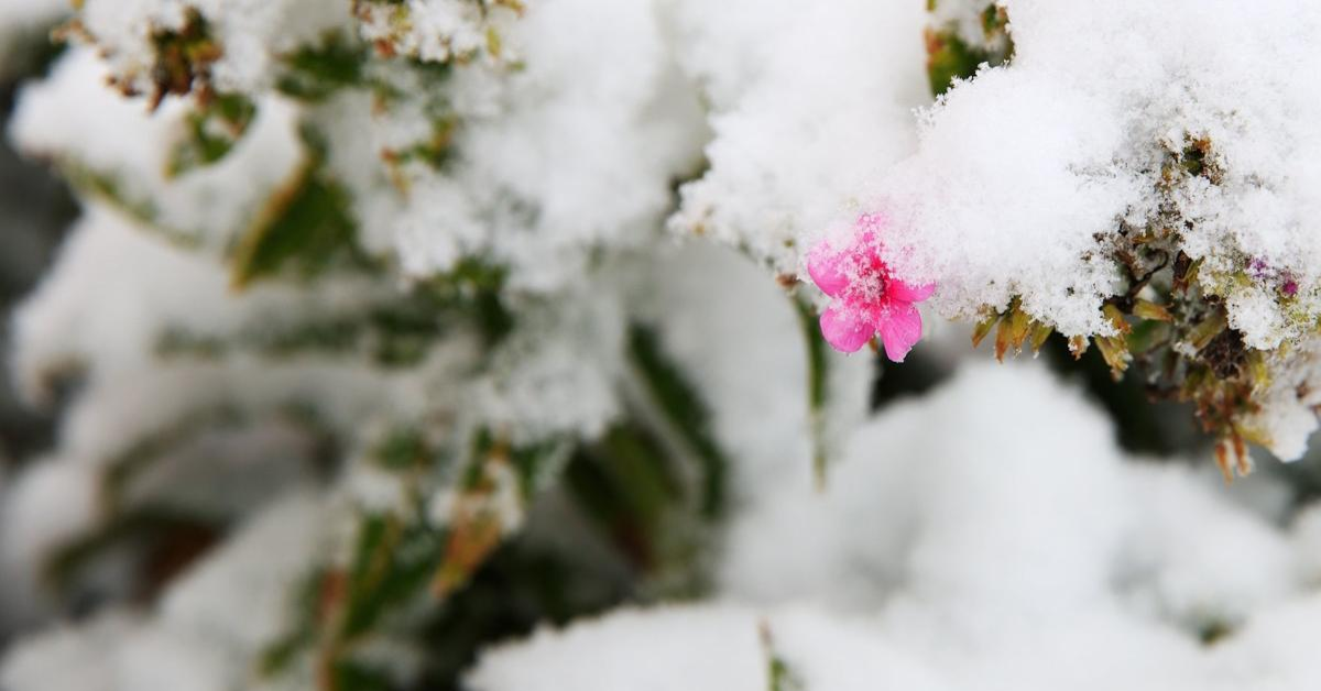 7 Surprising Benefits of Snowstorms in New York You’ll Love