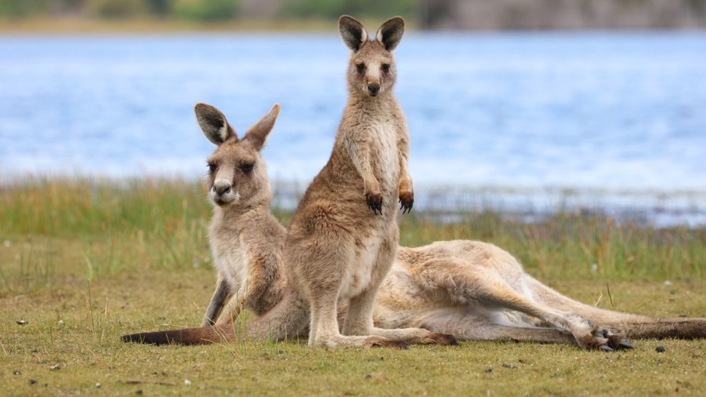 New York State Bans 15 Exotic Animals From Being Sold for Meat!