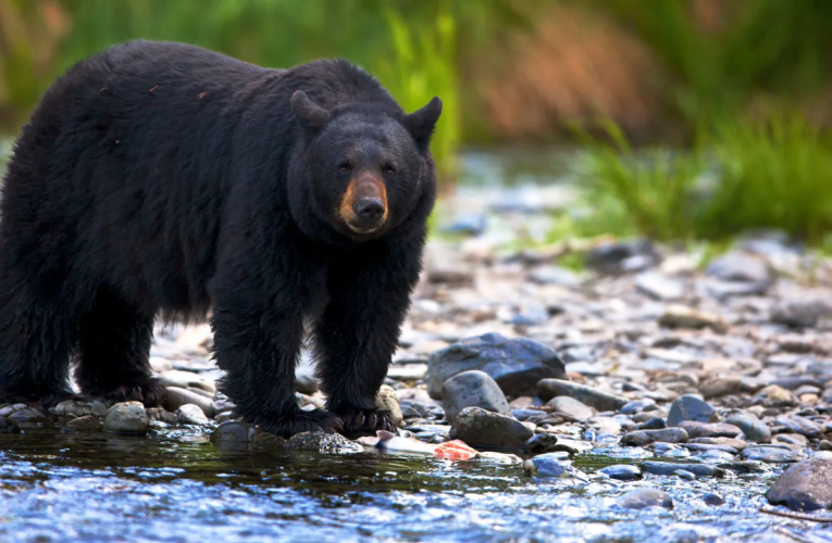 Schoharie County Resident Accused of Illegal Bear Hunting After Social Media Investigation!