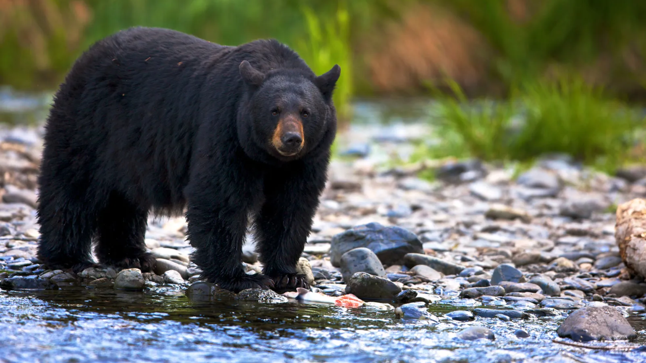 Schoharie County Resident Accused of Illegal Bear Hunting After Social Media Investigation!